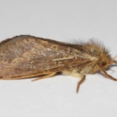 Fraus simulans (Varied Fraus Moth) at Evatt, ACT - 5 Apr 2019 by TimL