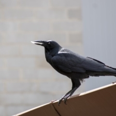 Corvus coronoides (Australian Raven) at Holt, ACT - 6 Apr 2019 by AlisonMilton