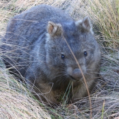 Vombatus ursinus (Common wombat, Bare-nosed Wombat) at Mongarlowe River - 4 Jul 2018 by LisaH