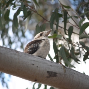 Dacelo novaeguineae at Hughes, ACT - 26 Sep 2018