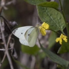 Pieris rapae (Cabbage White) at Belconnen, ACT - 6 Apr 2019 by AlisonMilton