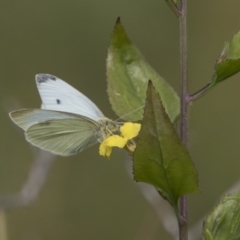 Pieris rapae at Belconnen, ACT - 6 Apr 2019 02:20 PM