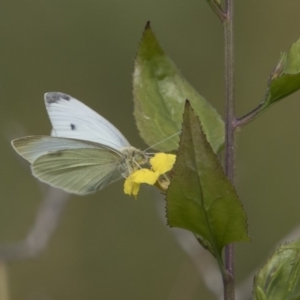 Pieris rapae at Belconnen, ACT - 6 Apr 2019