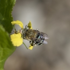 Amegilla sp. (genus) (Blue Banded Bee) at Lake Ginninderra - 6 Apr 2019 by AlisonMilton