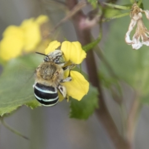 Amegilla sp. (genus) at Belconnen, ACT - 6 Apr 2019