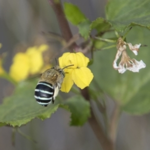 Amegilla sp. (genus) at Belconnen, ACT - 6 Apr 2019