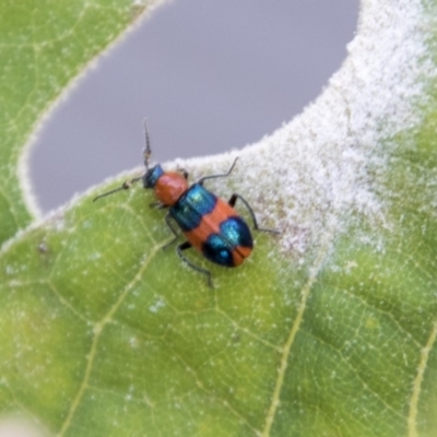 Dicranolaius bellulus (Red and Blue Pollen Beetle) at Belconnen, ACT - 6 Apr 2019 by AlisonMilton