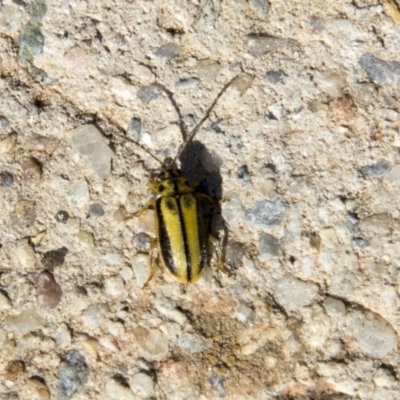 Xanthogaleruca luteola (Elm leaf beetle) at Belconnen, ACT - 6 Apr 2019 by AlisonMilton