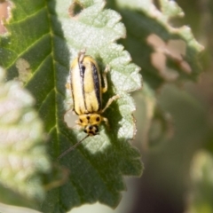 Xanthogaleruca luteola at Belconnen, ACT - 6 Apr 2019 02:32 PM