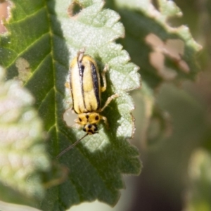 Xanthogaleruca luteola at Belconnen, ACT - 6 Apr 2019 02:32 PM