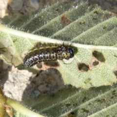 Xanthogaleruca luteola at Belconnen, ACT - 6 Apr 2019 02:32 PM