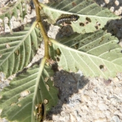 Xanthogaleruca luteola at Belconnen, ACT - 6 Apr 2019 02:32 PM