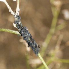 Aphididae (family) (Unidentified aphid) at Belconnen, ACT - 8 Apr 2019 by AlisonMilton