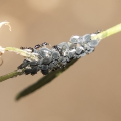 Aphididae (family) at Belconnen, ACT - 8 Apr 2019