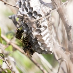 Polistes (Polistes) chinensis (Asian paper wasp) at Belconnen, ACT - 6 Apr 2019 by AlisonMilton