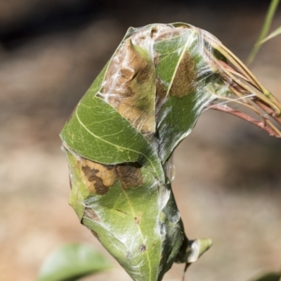 Dichocrocis clytusalis (Kurrajong Leaf-tier, Kurrajong Bag Moth) at Hawker, ACT - 10 Apr 2019 by AlisonMilton