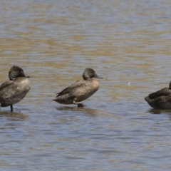 Stictonetta naevosa (Freckled Duck) at Michelago, NSW - 25 Feb 2019 by Illilanga