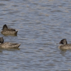 Stictonetta naevosa at Michelago, NSW - 25 Feb 2019