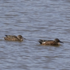 Spatula rhynchotis at Michelago, NSW - 25 Feb 2019