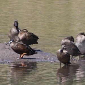 Spatula rhynchotis at Michelago, NSW - 25 Feb 2019