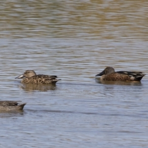 Spatula rhynchotis at Michelago, NSW - 25 Feb 2019