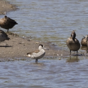 Malacorhynchus membranaceus at Michelago, NSW - 25 Feb 2019