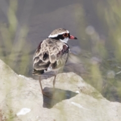 Charadrius melanops (Black-fronted Dotterel) at Michelago, NSW - 25 Feb 2019 by Illilanga