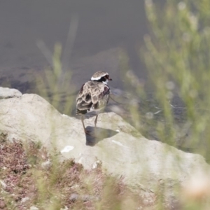 Charadrius melanops at Michelago, NSW - 25 Feb 2019