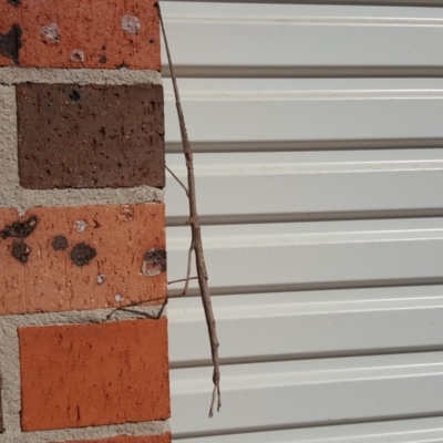 Acrophylla titan (Titan Stick Insect) at Isaacs, ACT - 12 Apr 2019 by Mike