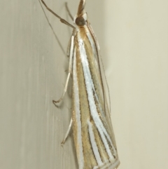 Hednota species near grammellus at Evatt, ACT - 10 Mar 2019