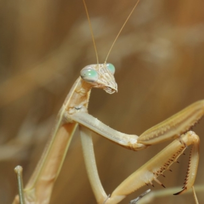 Tenodera australasiae (Purple-winged mantid) at Hackett, ACT - 12 Mar 2019 by TimL