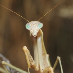 Tenodera australasiae at Hackett, ACT - 12 Mar 2019