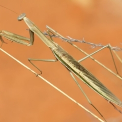 Tenodera australasiae at Hackett, ACT - 12 Mar 2019