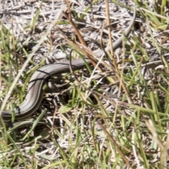 Acritoscincus duperreyi (Eastern Three-lined Skink) at Mount Clear, ACT - 7 Apr 2019 by AlisonMilton