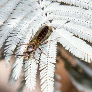 Tiphiidae (family) at Mount Clear, ACT - 7 Apr 2019 09:24 AM