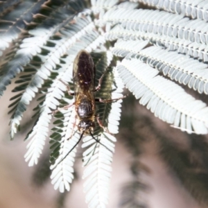 Tiphiidae (family) at Mount Clear, ACT - 7 Apr 2019 09:24 AM