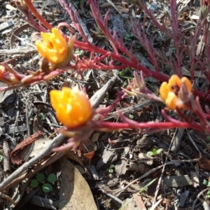 Portulaca sp. (garden cultivar) at Jerrabomberra, ACT - 12 Apr 2019 02:57 PM