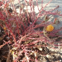 Portulaca sp. (garden cultivar) at Jerrabomberra, ACT - 12 Apr 2019 02:57 PM