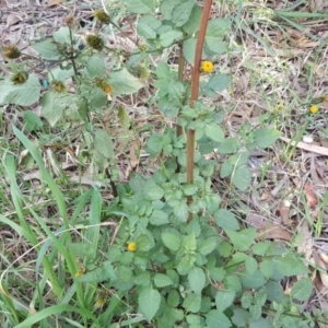 Bidens pilosa at Jerrabomberra, ACT - 12 Apr 2019 03:03 PM