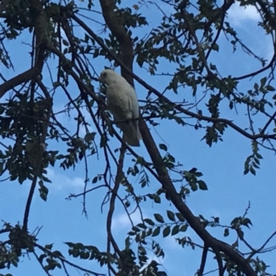 Cacatua sanguinea (Little Corella) at Downer, ACT - 12 Apr 2019 by Raja