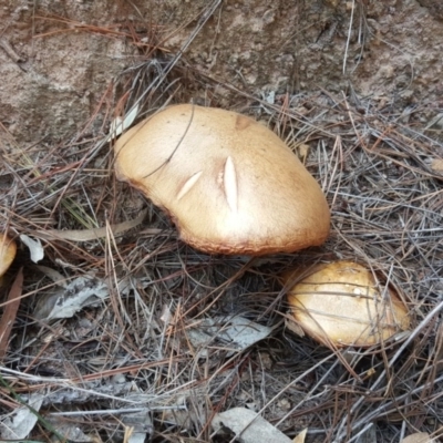 Suillus granulatus (Weeping Bolete) at Jerrabomberra, ACT - 12 Apr 2019 by Mike