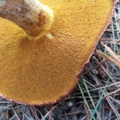 Suillus granulatus at Jerrabomberra, ACT - 12 Apr 2019