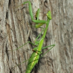 Pseudomantis albofimbriata at Acton, ACT - 12 Mar 2019 01:52 PM