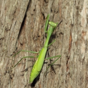 Pseudomantis albofimbriata at Acton, ACT - 12 Mar 2019 01:52 PM