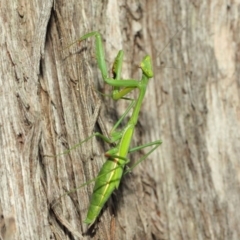 Pseudomantis albofimbriata at Acton, ACT - 12 Mar 2019 01:52 PM