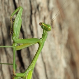 Pseudomantis albofimbriata at Acton, ACT - 12 Mar 2019 01:52 PM