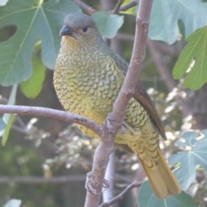 Ptilonorhynchus violaceus at Flynn, ACT - 12 Apr 2019