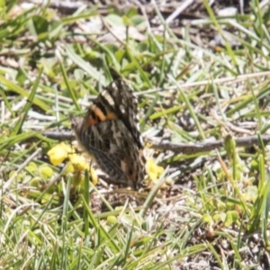 Vanessa kershawi at Mount Clear, ACT - 7 Apr 2019