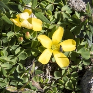 Oxalis sp. at Mount Clear, ACT - 7 Apr 2019 12:03 PM