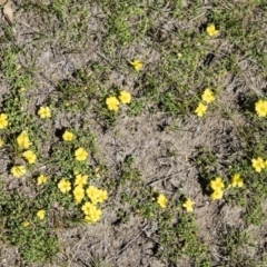 Oxalis sp. at Mount Clear, ACT - 7 Apr 2019 12:03 PM